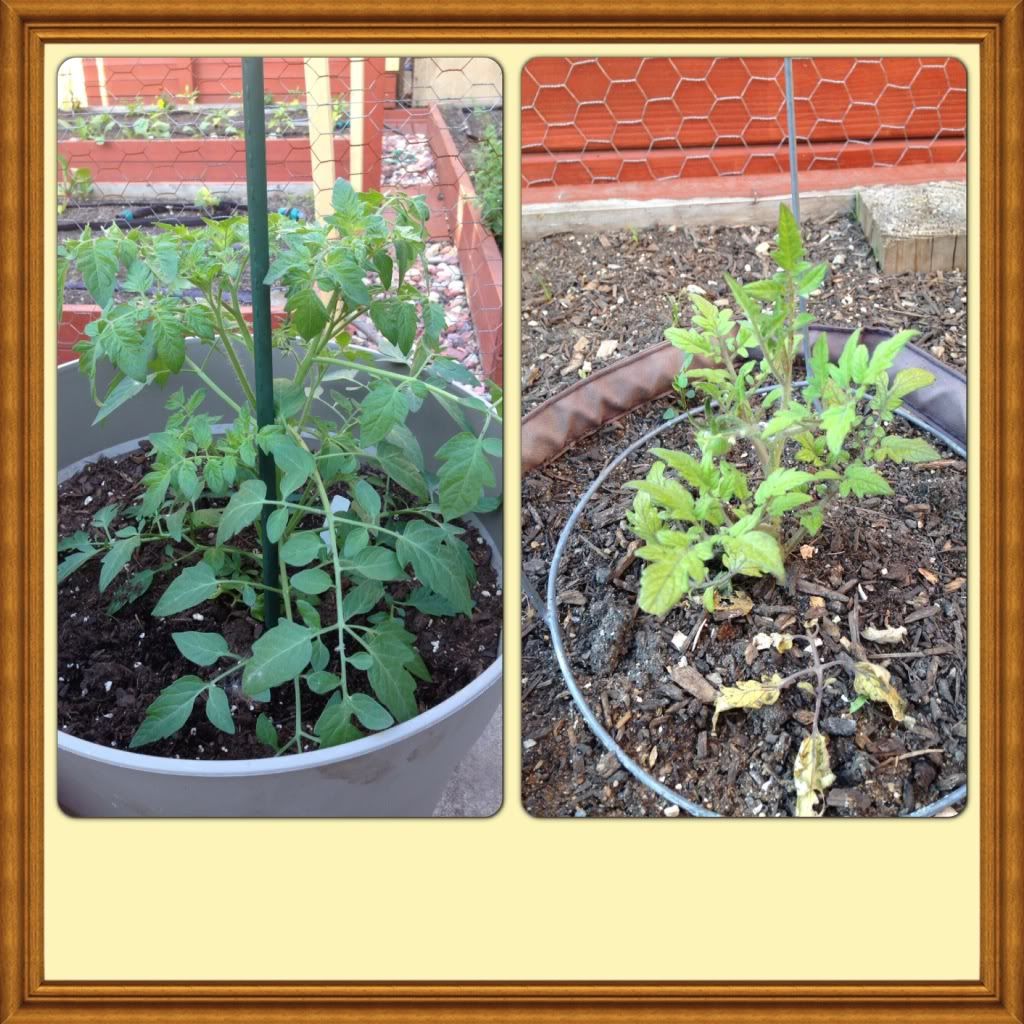 Photobucket Pictures, Images and Photos