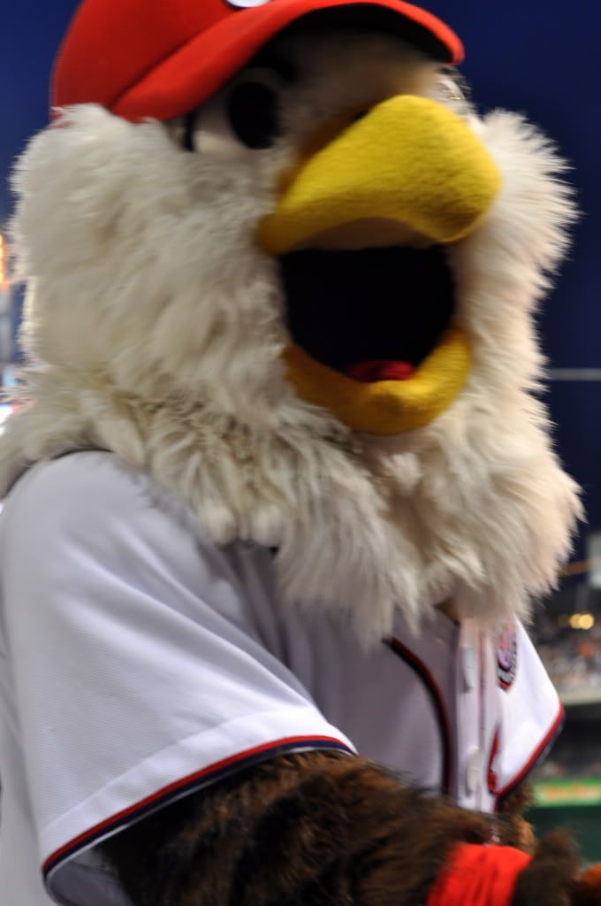 Screech Washington Nationals