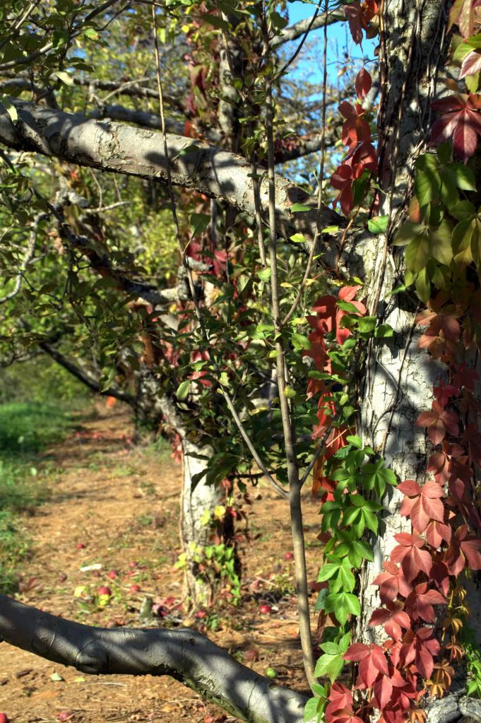 apple picking