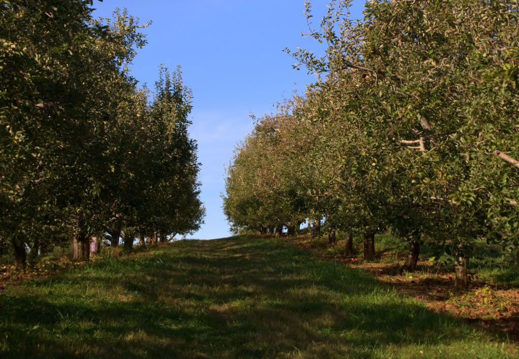 apple picking