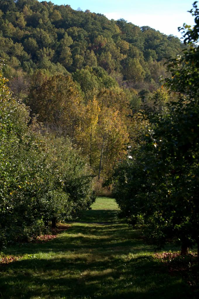 apple picking