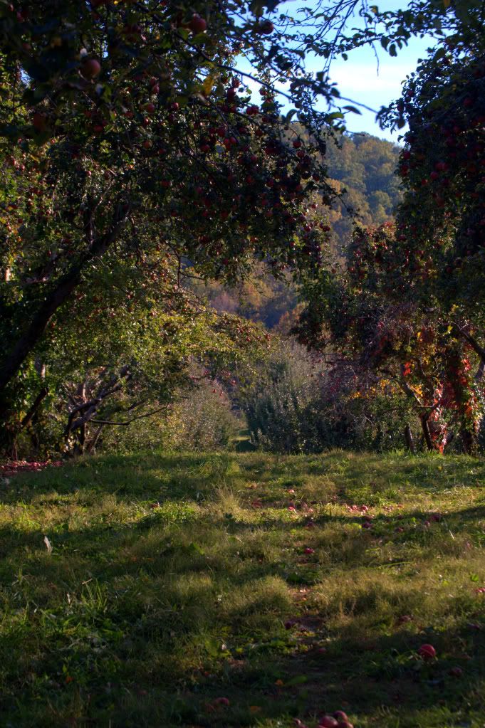 apple picking