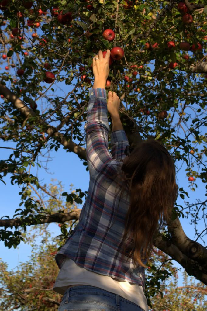 apple picking