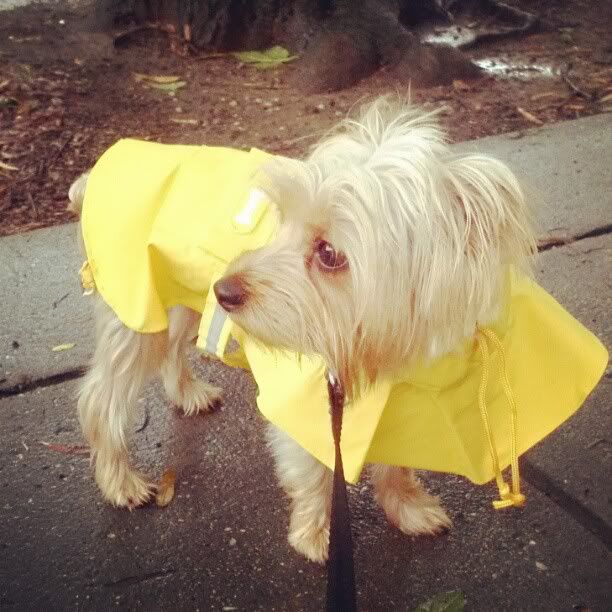 Eli raincoat