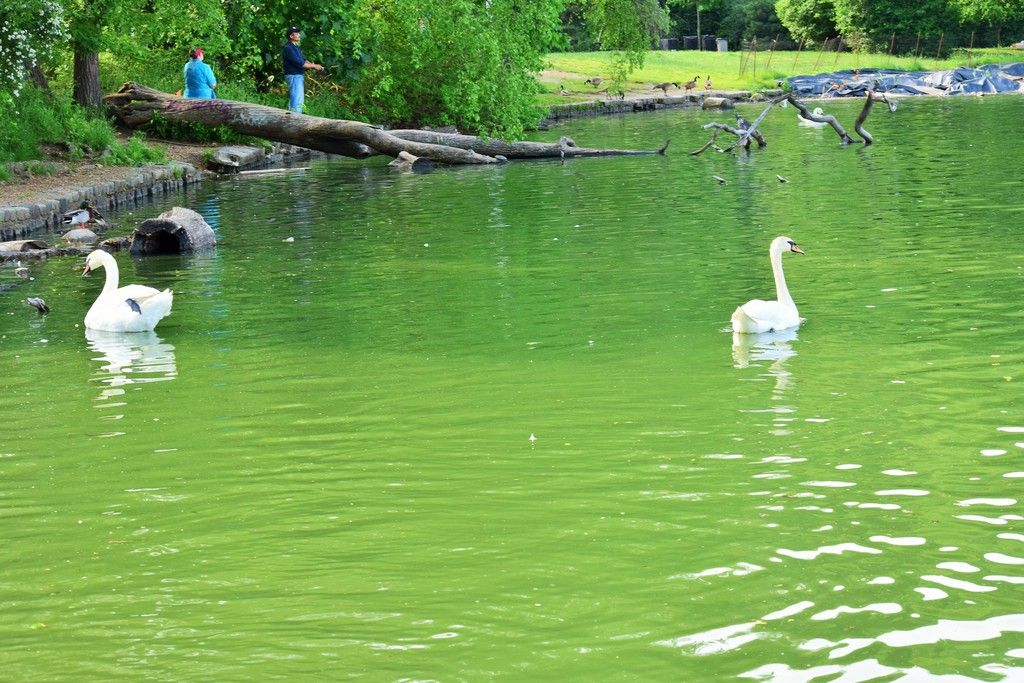  photo Swans-At-Prospect-Park.jpg