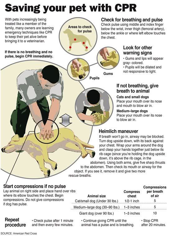Dog Choking? Red Cross has info on how to give a pet Heimlich Manuever
