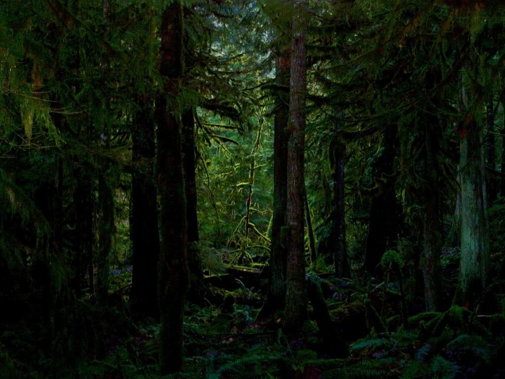 ws_Dark_forest_1600x1200.jpg