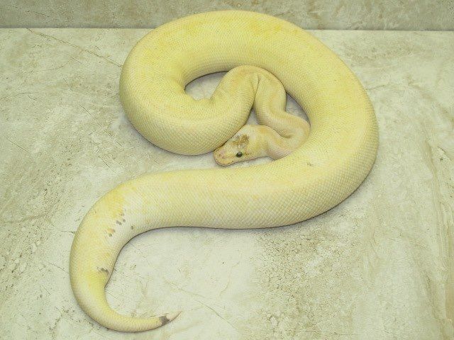 champagne%20super%20pastel_zpscpg8tcte.jpg