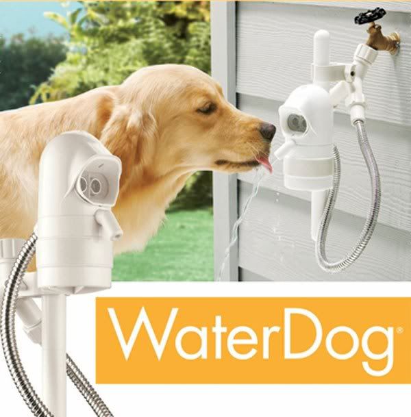 Automatic Dog Water
