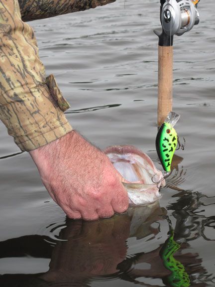 bluegill spawn bass on an XCalibur Xcs