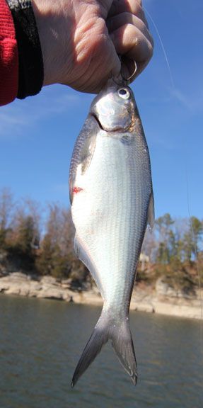 Gizzard shad spawn