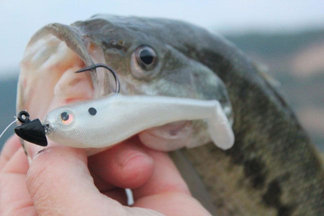 money minnow for the shad spawn