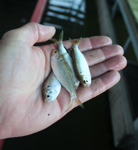 threadfin shad spawn