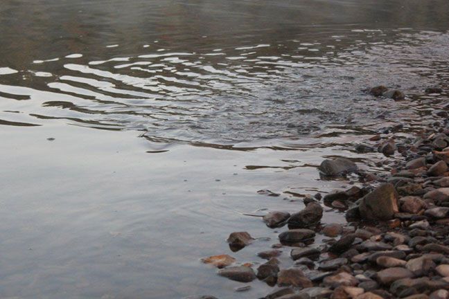 shad spawning