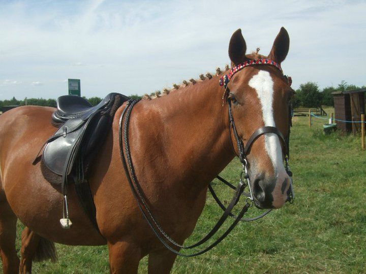 Black or brown tack for chestnut? Page 2