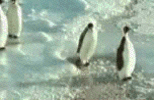 Pinguins1.gif