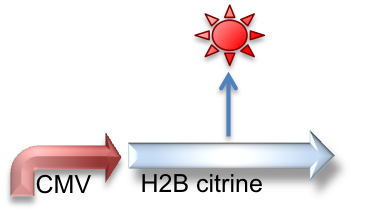 CMV_H2BCitrine