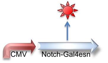 CMV_Notch-Gal4esn