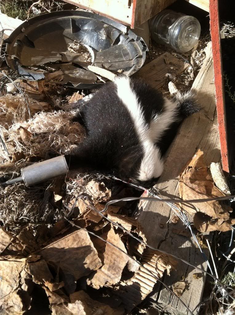 Dog proof raccoon trap | Bushcraft USA Forums