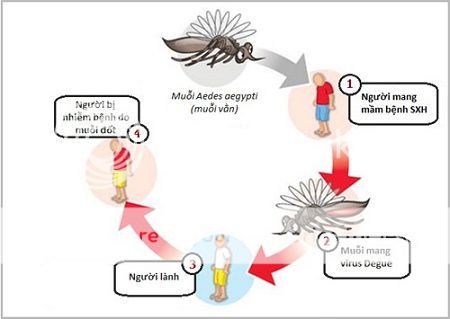 Mối liên hệ giữa muỗi vằn và  bệnh sốt xuất huyết