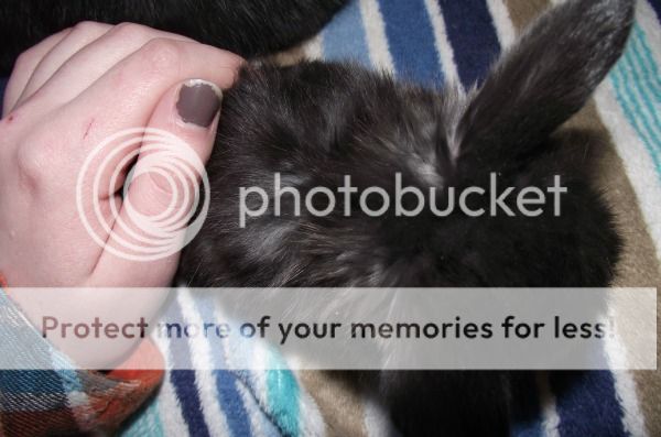 Seal | Rabbit Talk - Meat Rabbit & Farming Forum