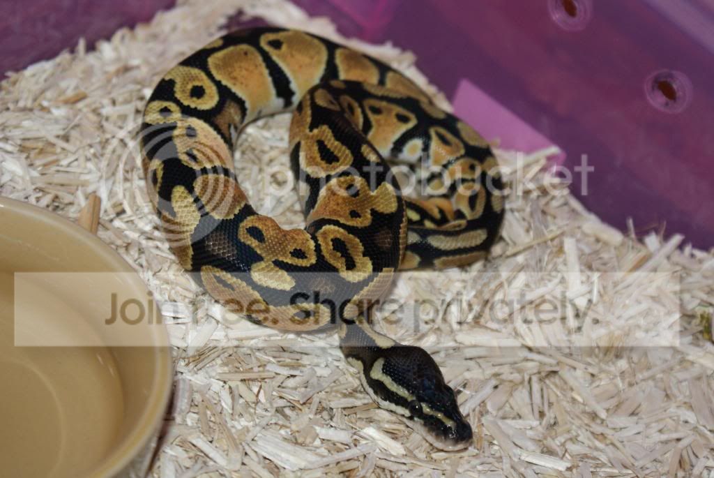 New Pastel Royal! | Reptile Forums